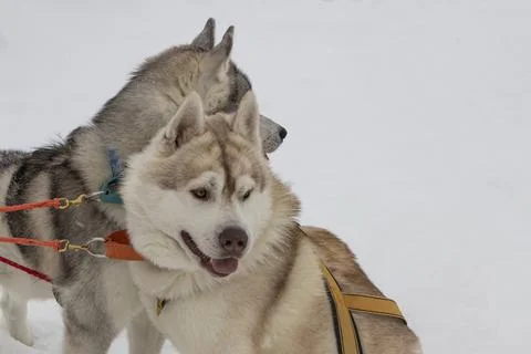 Husky dog. Stock Photos