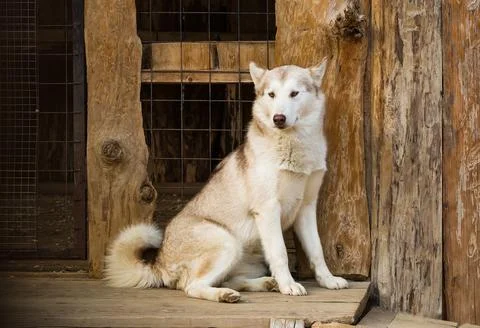 Husky dog 스톡 사진
