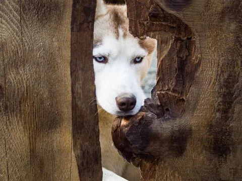 Husky dog Фото