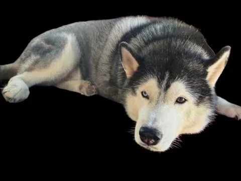 Husky dog Stock Photos