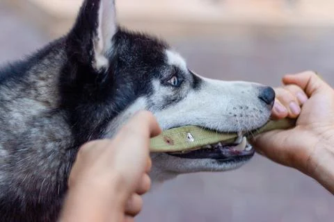 Husky dog playing with stick while a person holds it outdoors in a sunny se.. Fotos Stock