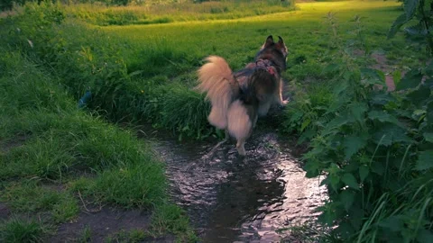 Husky dog plays in freshwater spring rippling water Video stock 337121933