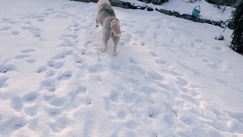 Husky dog running in snow having fun Stock Footage