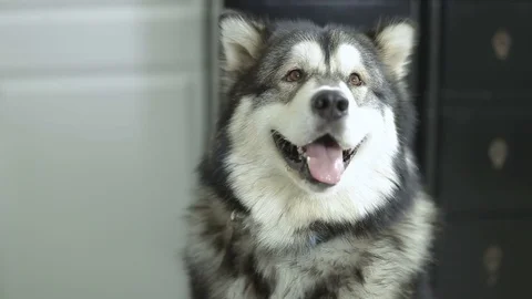 Husky dog sits on the floor Stock Footage 82505061