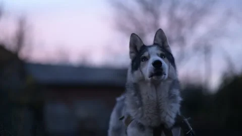 Husky dog sniffs around frantically in twilight Stock Footage 312991480