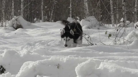 Husky dog on snow Stock Footage 81698960