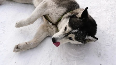 Husky dog tired lying in the snow Stock Footage 103231908