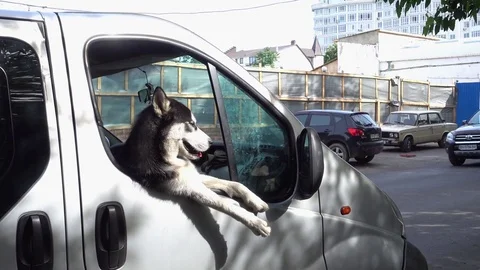 Husky dog in the van window Stock Footage 83872236
