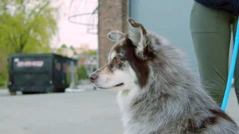 Husky Dog on a walk Stock Footage 155518281