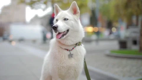 Husky dog with white fur sits on the street and examines Stock Footage 143794953