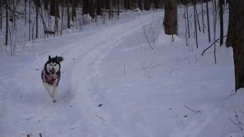 Husky dog in winter Stock Footage 84165180