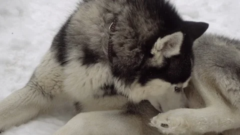 Husky dog in the winter forest Video stock 126168223