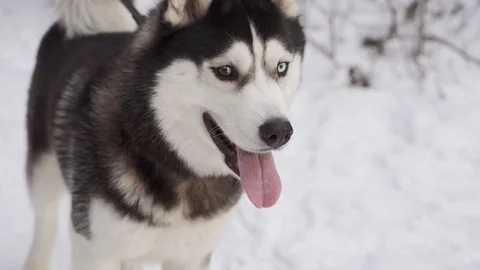 Husky dog in the winter forest Stock Footage 128197350
