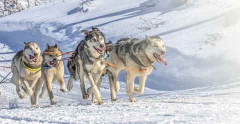 Husky dogs are pulling sledge at sunny winter forest Stock Photos