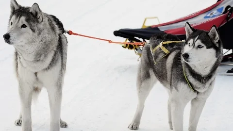 Husky dogs compete Stock Footage 103233798