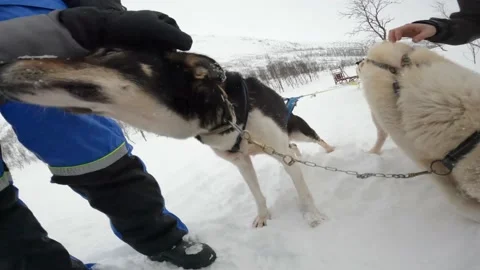 Husky dogs getting petted during a dog sledding tour. Stock Footage 208098308