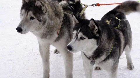 Husky dogs in harness Video stock 103217480