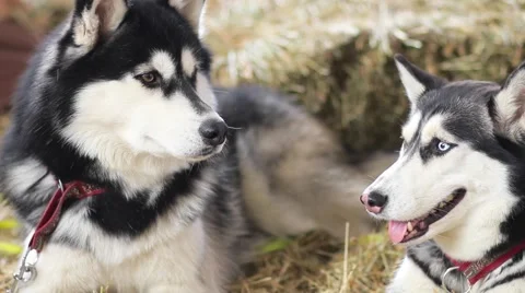 Husky dogs portrait Stock Footage 61292402