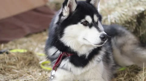 Husky dogs portrait Stock Footage 61292601