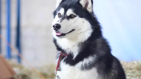 Husky dogs portrait Stock Footage 61292765