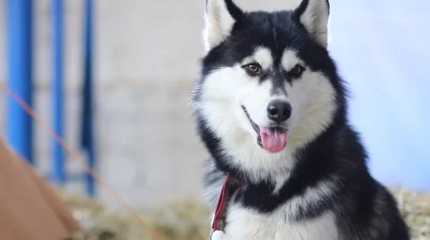 Husky dogs portrait Stock Footage 61292906