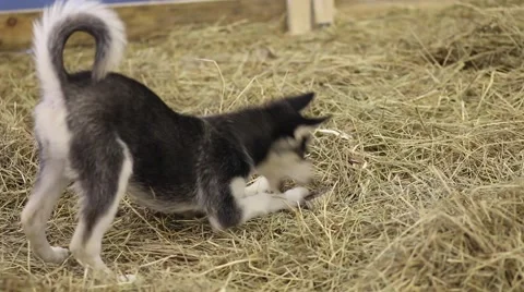 Husky dogs portrait Stock Footage 61292992