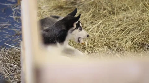 Husky dogs portrait Stock Footage 61293091