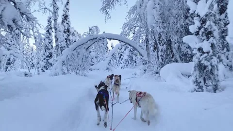 Husky dogs pull a sled.  Lapland 23   _ 12 Stock Footage 306162709