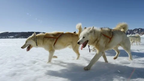 Husky dogs pulling sledge in snow covered landscape Stock Footage
