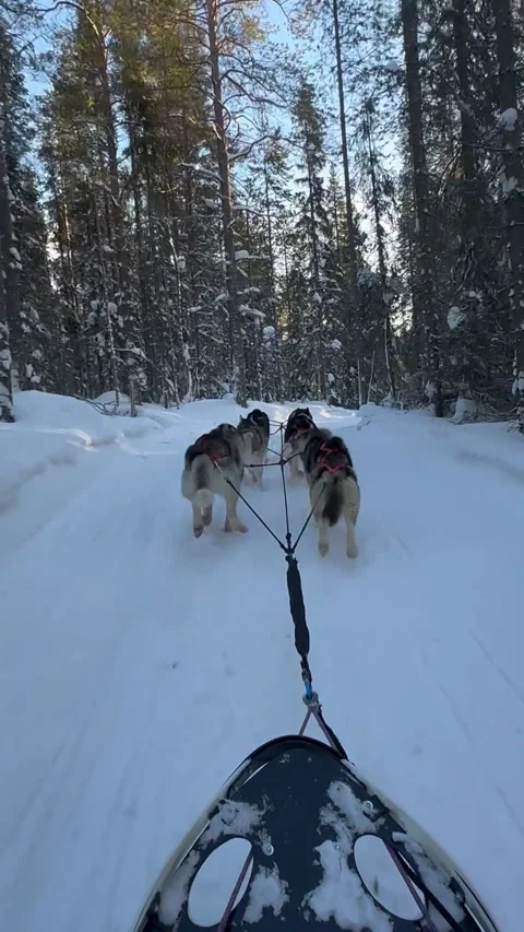 Husky dogs pulling sleds in the snow 스톡 동영상 315633367