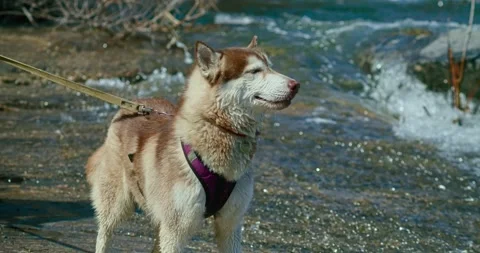 Husky drinks water from a mountain stream Stock Footage 152289171