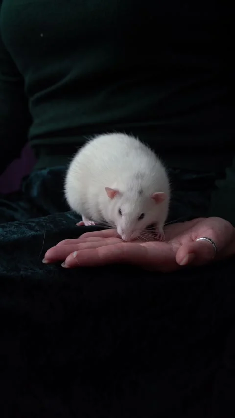 A husky dumbo rat cuddles with its owner Stock Footage 274333434