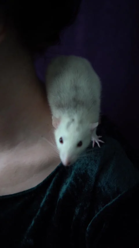 A husky dumbo rat cuddles with its owner Video stock 274333435