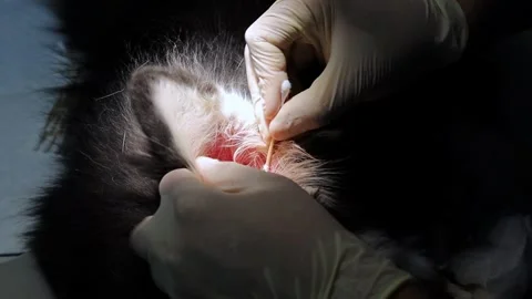 Husky Ear cleaning Stock Footage 329828492