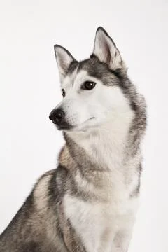 Husky elegant pose Stock Photos