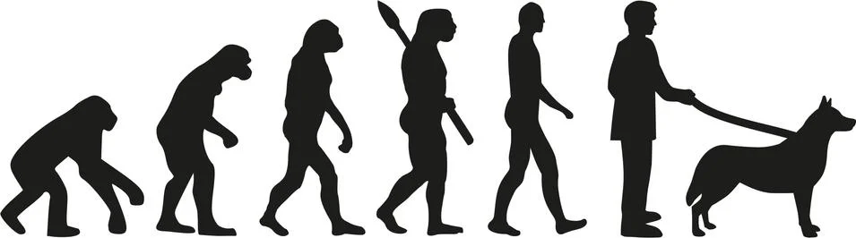 Husky evolution イラスト素材