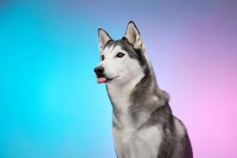 Husky with an expressive pose on gradient background Stock Photos