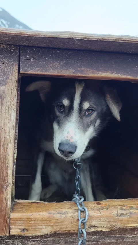 Husky farm Stock Footage 269124318