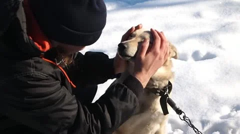 Husky Vídeo Stock 21874054