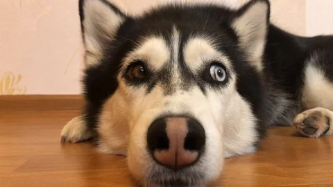 Husky 스톡 동영상 122243587