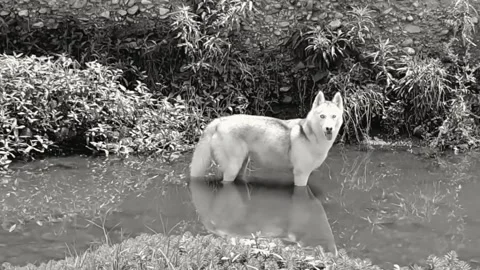 Husky Video stock 280852741