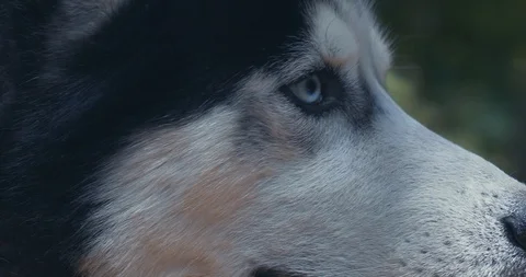 Husky in the forest Stock Footage 129345391