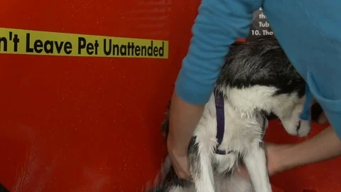 Husky Getting Washed Video stock 102401390