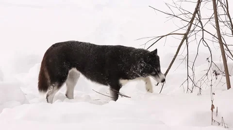 Husky gnaws a tree in winter Stock Footage 45962640