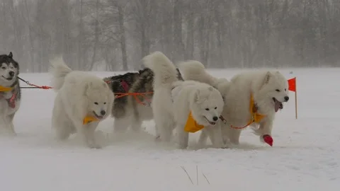 Husky in harness in winter Stock Footage 99594093