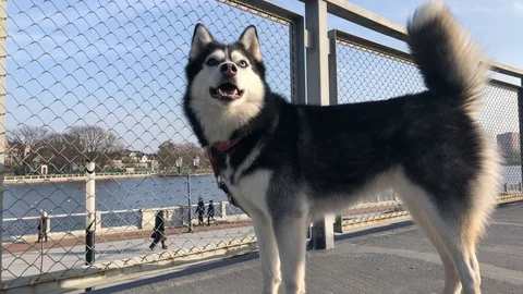 Husky ice is watching 스톡 동영상 124426777