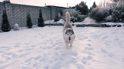 Husky jump in snow 库存影片 102380439