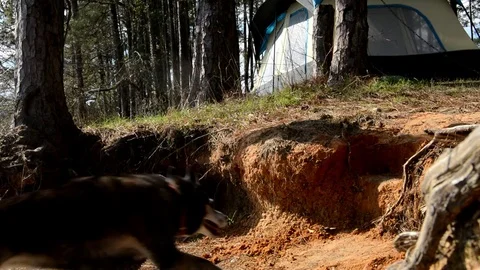 Husky jumping in slow motion Stock Footage 76227737