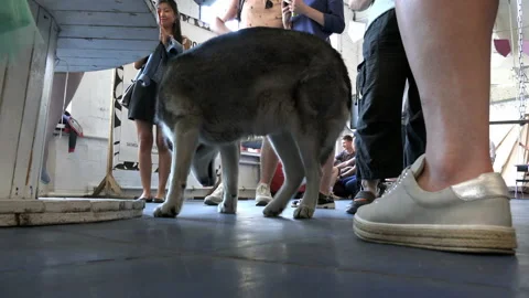 Husky is looking for a comfortable posture to lie down Stock Footage 99375898
