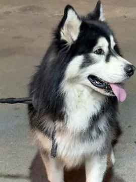 Husky Looking Side with Clear Focus Stock Photos